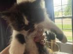 Dolly - Persian Kitten For Sale - Center Groton&comma; CT&comma; US