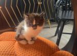 Dolly - Persian Kitten For Sale - Center Groton&comma; CT&comma; US