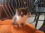 Dolly - Persian Kitten For Sale - Center Groton&comma; CT&comma; US