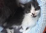 Spark - Persian Kitten For Sale - Center Groton&comma; CT&comma; US