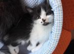 Spark - Persian Kitten For Sale - Center Groton&comma; CT&comma; US