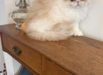 Exotic Long Hair Male - Exotic Kitten For Sale - 