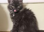 Ivor - Maine Coon Kitten For Sale - Glenview&comma; IL&comma; US