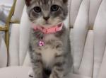 2 kittens available - American Shorthair Kitten For Sale - 