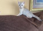 Scottish - Scottish Straight Kitten For Sale - Portland&comma; OR&comma; US