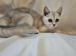 Dante Scottish Straight - Scottish Straight Kitten For Sale - Travelers Rest&comma; SC&comma; US