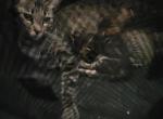 3 unamed NewBorns - Domestic Kitten For Adoption - Hollywood&comma; CA&comma; US