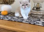 ESH kittens - Exotic Kitten For Sale - 