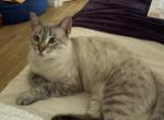 Azura - Domestic Cat For Sale - South Boston&comma; VA&comma; US