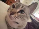 Azura - Domestic Cat For Sale - South Boston&comma; VA&comma; US
