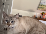Azura - Domestic Cat For Sale - South Boston&comma; VA&comma; US
