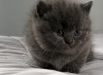 munchkin babies - Munchkin Kitten For Sale - Westfield&comma; NY&comma; US
