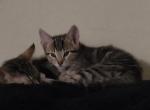 Luna girl6mo Bolt boy6mo - Domestic Kitten For Adoption - Hollywood&comma; CA&comma; US