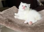 Oliver - Ragdoll Kitten For Sale - 
