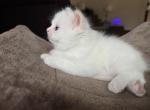 Oliver - Ragdoll Kitten For Sale - Sicklerville&comma; NJ&comma; US