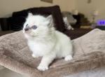 Olaf - Ragdoll Kitten For Sale - Sicklerville&comma; NJ&comma; US