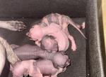 Eden and Disos litter - Sphynx Kitten For Sale - Yuma&comma; AZ&comma; US