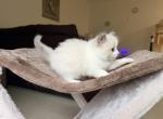 Magenta - Ragdoll Kitten For Sale - Sicklerville&comma; NJ&comma; US