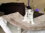 Magenta - Ragdoll Kitten For Sale - Sicklerville&comma; NJ&comma; US