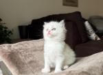 Honey - Ragdoll Kitten For Sale - Sicklerville&comma; NJ&comma; US