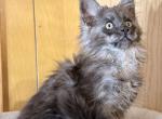 Everythingcoon litter - Maine Coon Kitten For Sale - Winfield&comma; IL&comma; US