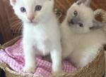 Matilda and Triki Woo - Siamese Kitten For Sale - 