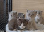 T I M T A M - British Shorthair Kitten For Sale - 
