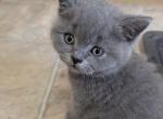 Gus Gus - British Shorthair Kitten For Sale - 