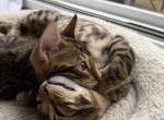 Boy Bengal - Bengal Kitten For Sale - 