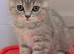 Sweet Pea - British Shorthair Kitten For Sale - 