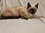 Sammy Seal  Point Siamese - Siamese Kitten For Sale - Travelers Rest&comma; SC&comma; US