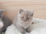 M A P L E - British Shorthair Kitten For Sale - Fontana&comma; CA&comma; US