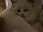 Panda - Ragamuffin Kitten For Sale - 