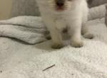 Arrow - Ragamuffin Kitten For Sale - NY&comma; US
