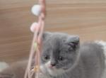 D U N D E E - British Shorthair Kitten For Sale - Fontana&comma; CA&comma; US
