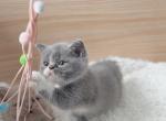 D U N D E E - British Shorthair Kitten For Sale - Fontana&comma; CA&comma; US