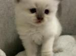 Cloud - Ragamuffin Kitten For Sale - 