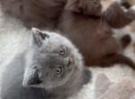 B O N D I - British Shorthair Kitten For Sale - 
