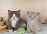 S Y D N E Y - British Shorthair Kitten For Sale - Fontana&comma; CA&comma; US