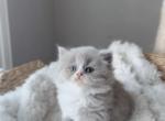 M E L B Y - British Shorthair Kitten For Sale - Fontana&comma; CA&comma; US