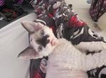 Blue Calico - Devon Rex Kitten For Sale - Nashua&comma; NH&comma; US