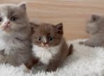T W I X I E - Scottish Straight Kitten For Sale - Fontana&comma; CA&comma; US