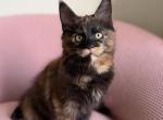 Aurora - Maine Coon Kitten For Sale - 