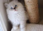 blue lynx mitted - Ragdoll Kitten For Sale - Bristow&comma; VA&comma; US