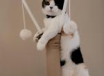 Eevee - Munchkin Cat For Sale/Retired Breeding - Gilbert&comma; AZ&comma; US