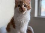 Ariel - Maine Coon Kitten For Sale - 