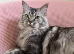 CH Averill Foolish Ashanti - Maine Coon Cat For Sale/Retired Breeding - Tracy&comma; CA&comma; US