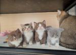 A C E - Scottish Straight Kitten For Sale - Fontana&comma; CA&comma; US