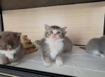 A C E - Scottish Straight Kitten For Sale - Fontana&comma; CA&comma; US