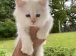 Cotton Kitty - Persian Kitten For Sale - 